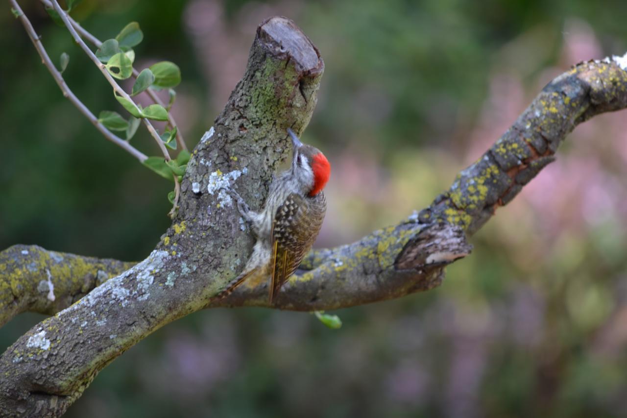 Lydall Wild Tranquil Garden Suites Johannesburg Dış mekan fotoğraf